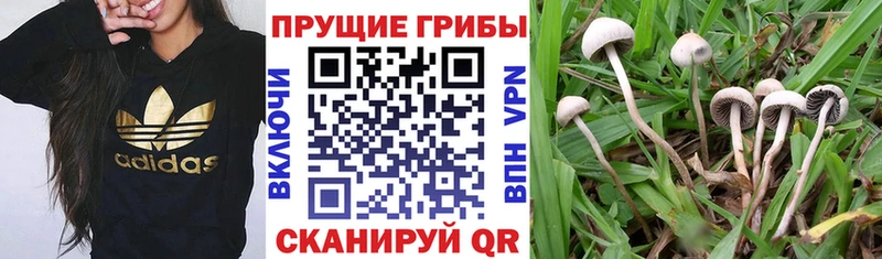 Псилоцибиновые грибы Magic Shrooms  OMG ССЫЛКА  Нолинск 